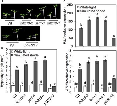 FAR-RED INSENSITIVE 219/JAR1 Contributes to Shade Avoidance Responses of Arabidopsis Seedlings by Modulating Key Shade Signaling Components